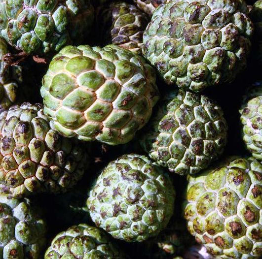Custard Apple